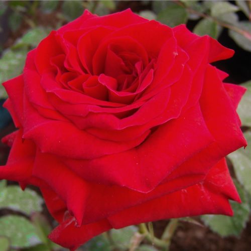 Rosen Online Shop - floribundarosen - rot - Rosa Hansestadt Lübeck® - diskret duftend - Reimer Kordes - Üppig, gruppenweise blühend, auf  einem Stielsogar 10-15 Blüten.